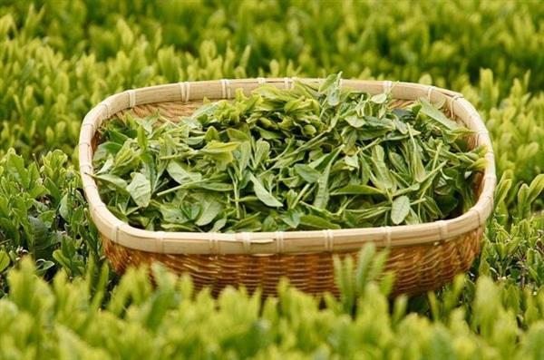 想做評茶師？那你應(yīng)該來石家莊聞達(dá)職業(yè)技能培訓(xùn)學(xué)校學(xué)學(xué)了