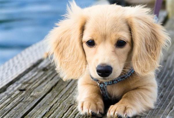 喜歡寵物？想做獸醫(yī)？就選邢臺現(xiàn)代職業(yè)學(xué)校！